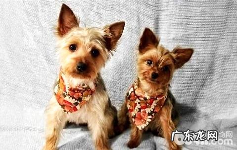 澳洲丝毛梗和约克夏有什么不同?	丝毛梗和约克夏的差别