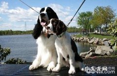 史宾格为何不太好养？为何养史宾格的非常少