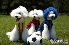 比熊如何看纯不良？纯种比熊犬特点