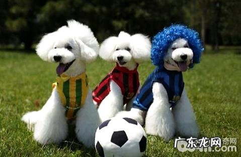 比熊如何看纯不良?纯种比熊犬特点