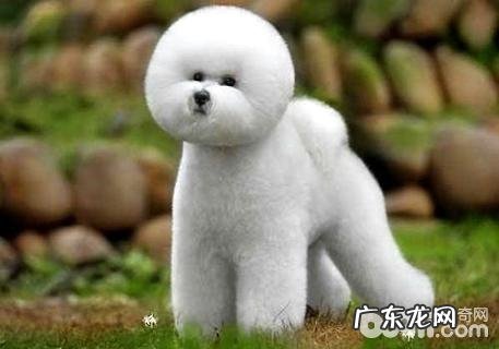 比熊如何看纯不良?纯种比熊犬特点