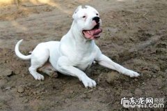 杜高犬怎么养？杜高犬喂养