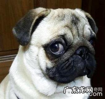 八哥幼狗如何选择?非纯种的八哥幼狗