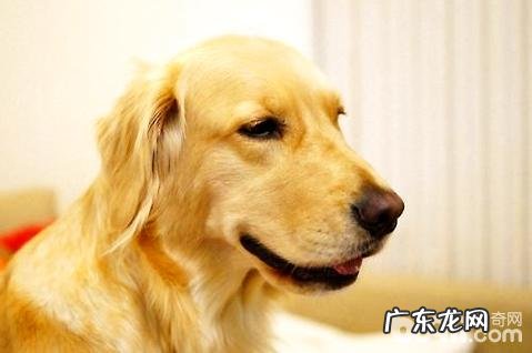 金毛不能吃什么?金毛不可以吃的食物