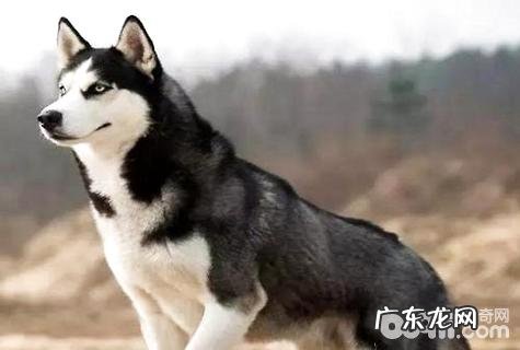 养金毛好或是金毛好?金毛与金毛狗狗