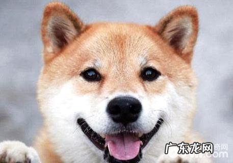 柴犬是大型犬吗?柴犬身型详细介绍