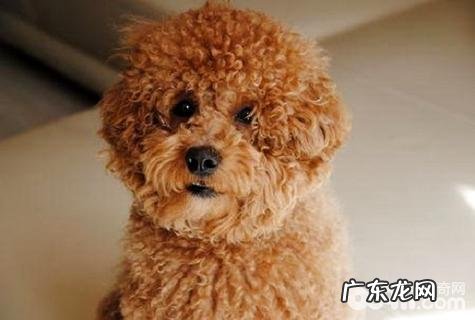 泰迪犬叫什么好?泰迪犬名称大全