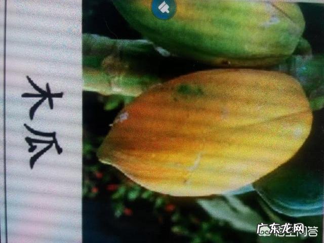 木瓜皮泡脚可以吗 木瓜可以泡脚吗？有哪些功效？