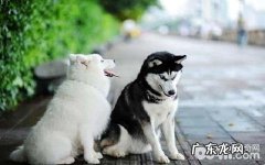 萨摩耶犬吃什么狗粮好？萨摩耶狗粮推荐