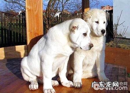 中亚牧羊犬如何?中亚牧羊犬详细介绍