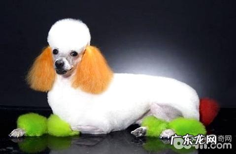 巨贵犬好养吗?巨贵犬喂养