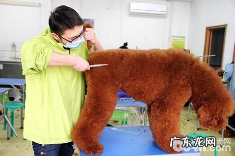 巨贵犬好养吗?巨贵犬喂养