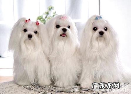 马尔济斯和西施犬有什么不同?马尔济斯和西施犬差别