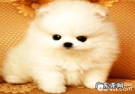 英系博美美系博美有什么不同?英系博美美系博美比照