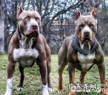 斯塔福犬合适家里养吗？斯塔福犬详细介绍