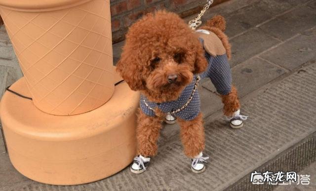 饲养泰迪需要注意哪些事项?