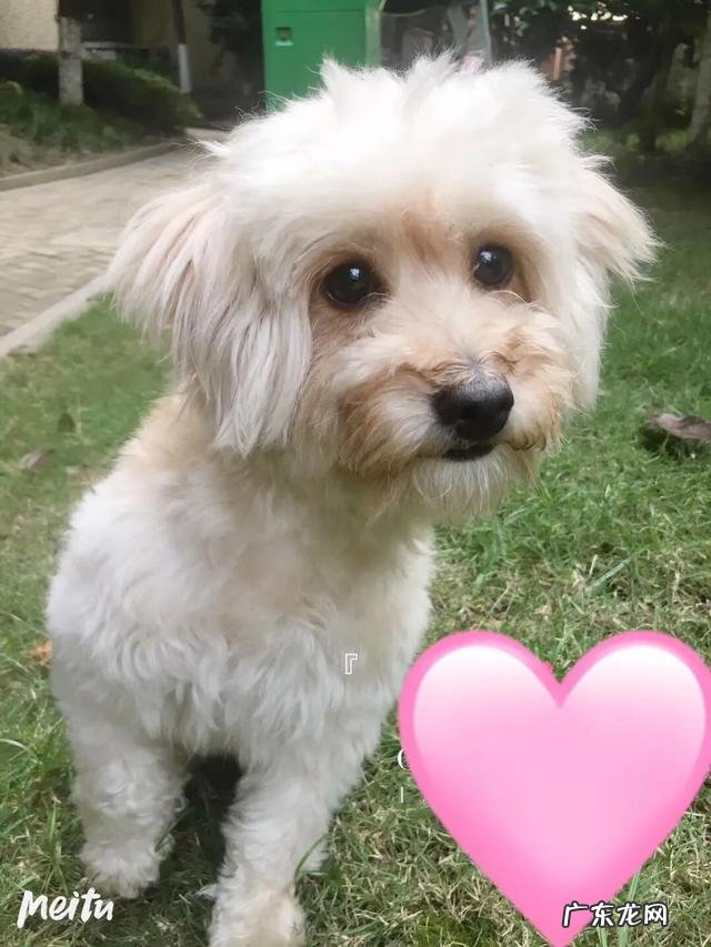 饲养泰迪需要注意哪些事项？