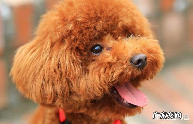 饲养泰迪需要注意哪些事项?