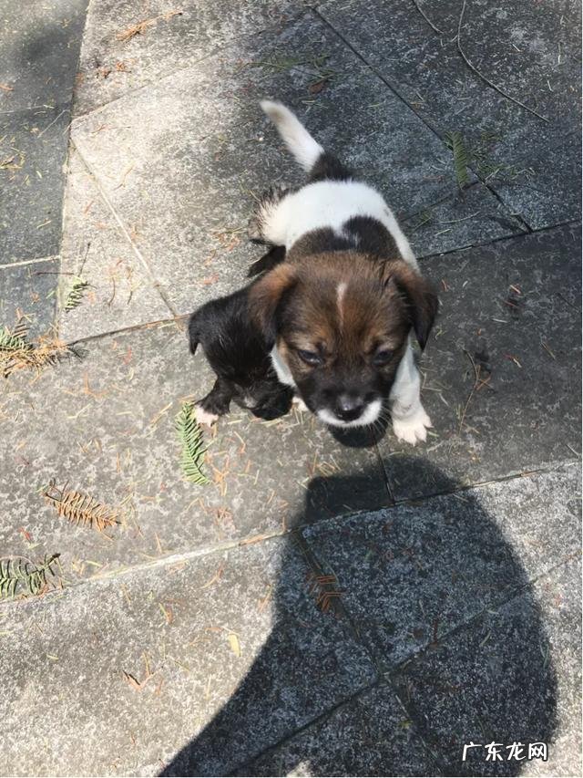 饲养泰迪需要注意哪些事项？