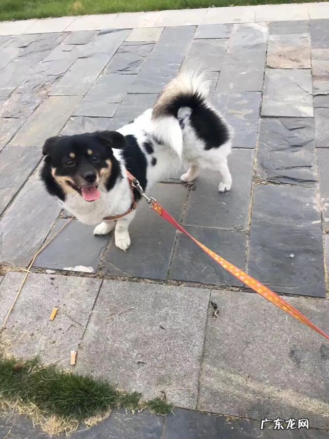 饲养泰迪需要注意哪些事项？