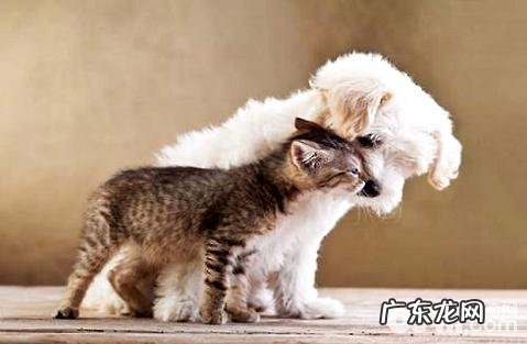 狗和猫哪家好养?养小猫烧钱或是养宠物烧钱?