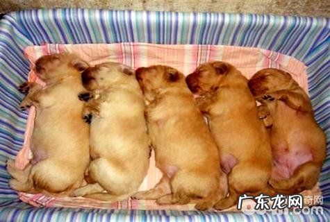 如何选金毛幼犬？金毛幼犬如何看纯不良？