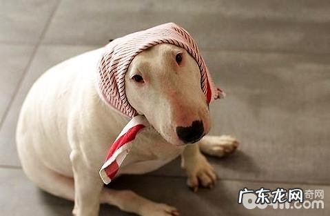 牛头梗性情好么？牛头梗性格特征