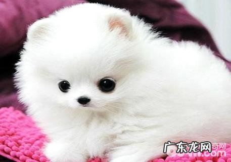 博美犬怎么美容?博美犬美容护肤实例教程