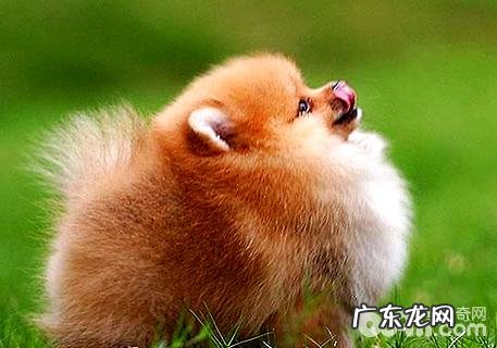 博美犬怎么美容?博美犬美容护肤实例教程