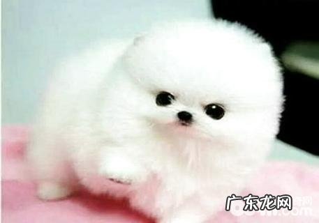 博美犬怎么美容?博美犬美容护肤实例教程