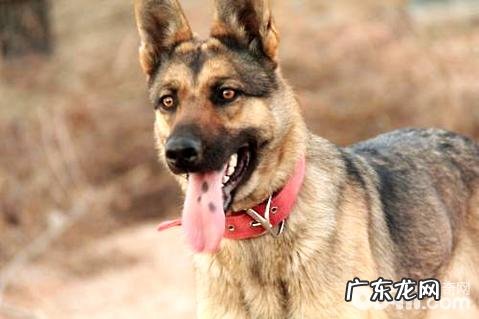 为何养昆明犬的人很少？昆明犬有哪些缺陷