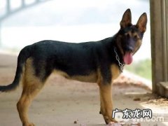 为何养昆明犬的人很少？昆明犬有哪些缺陷