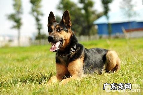 为何养昆明犬的人很少？昆明犬有哪些缺陷