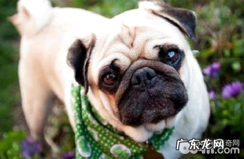 工薪族合适养什么狗?工薪族适合养的狗狗强烈推荐