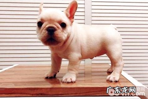 工薪族合适养什么狗?工薪族适合养的狗狗强烈推荐