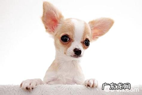 工薪族合适养什么狗?工薪族适合养的狗狗强烈推荐