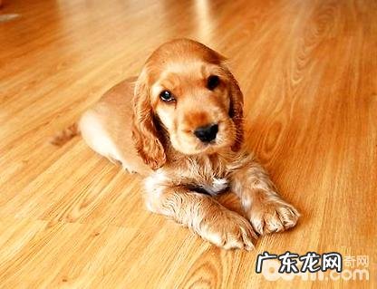 可卡幼犬如何喂养?可卡幼犬饲养