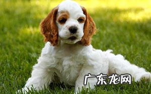 可卡幼犬如何喂养?可卡幼犬饲养