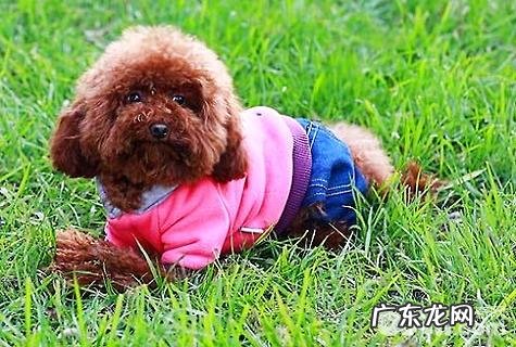 泰迪犬夜里叫该怎么办?泰迪犬夜里叫个不停