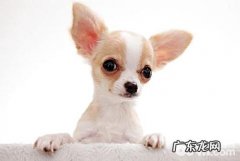 吉娃娃缺钙怎么办？吉娃娃吃什么补钙？