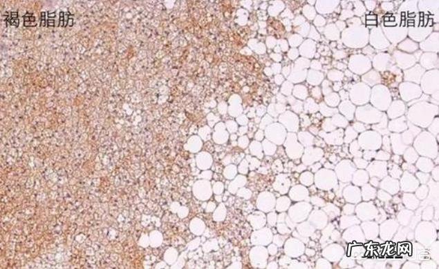 冬天跑步要比夏天消耗的热量更多吗?也就是更容易减肥吗?