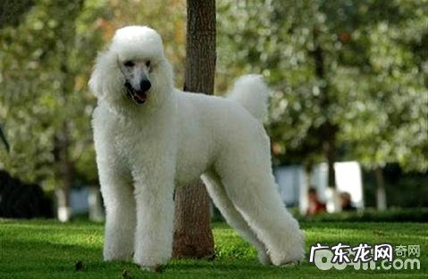 巨型贵宾吃什么狗粮?巨贵吃什么狗粮比较好?