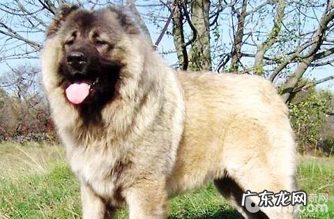 高加索犬价格是多少？高加索犬的价钱