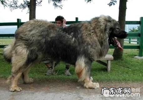 高加索犬价格是多少？高加索犬的价钱