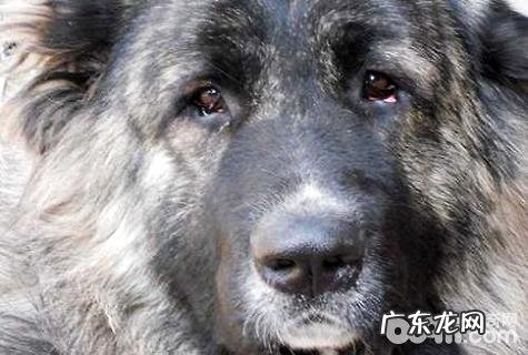 高加索犬价格是多少？高加索犬的价钱
