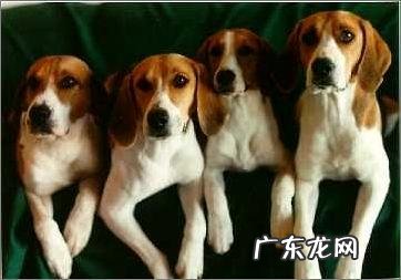 哈利犬好养吗?哈利犬详细介绍