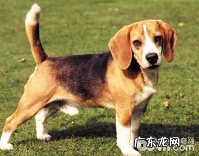 哈利犬好养吗?哈利犬详细介绍