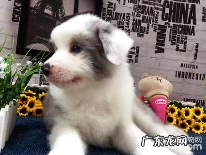 边境牧羊犬有多少种色调？边境牧羊犬色调