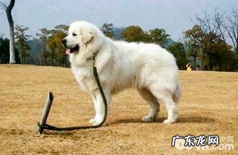 大白熊犬智力如何?大白熊犬详细介绍