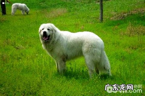 大白熊犬智力如何?大白熊犬详细介绍